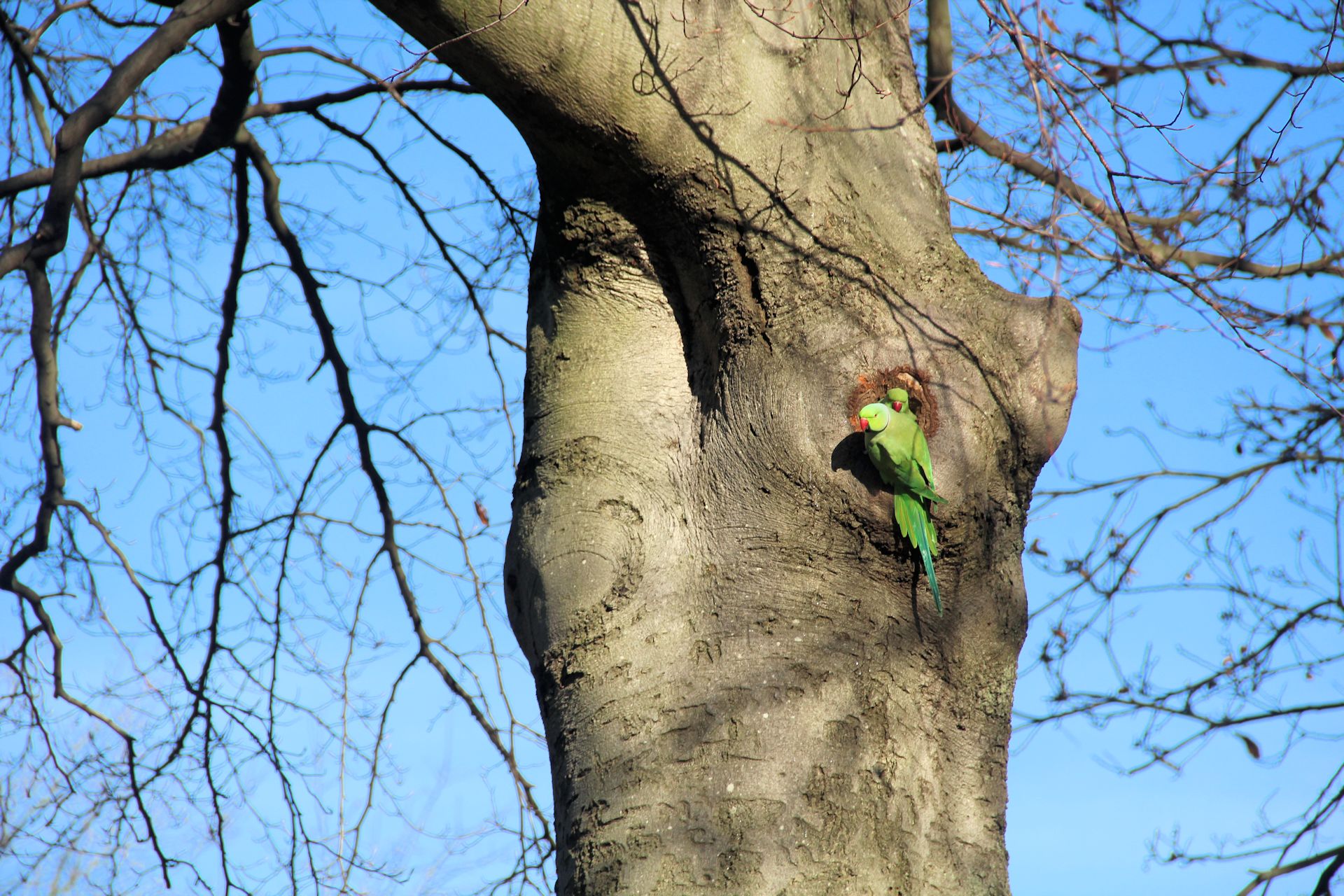 Greenwich Park Parakeet