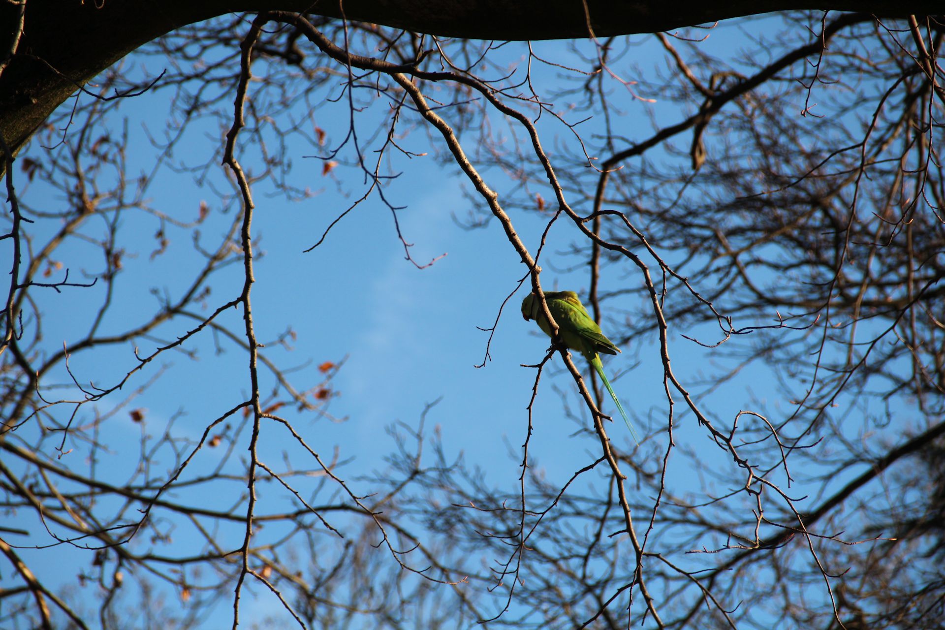 Greenwich Park Parakeet