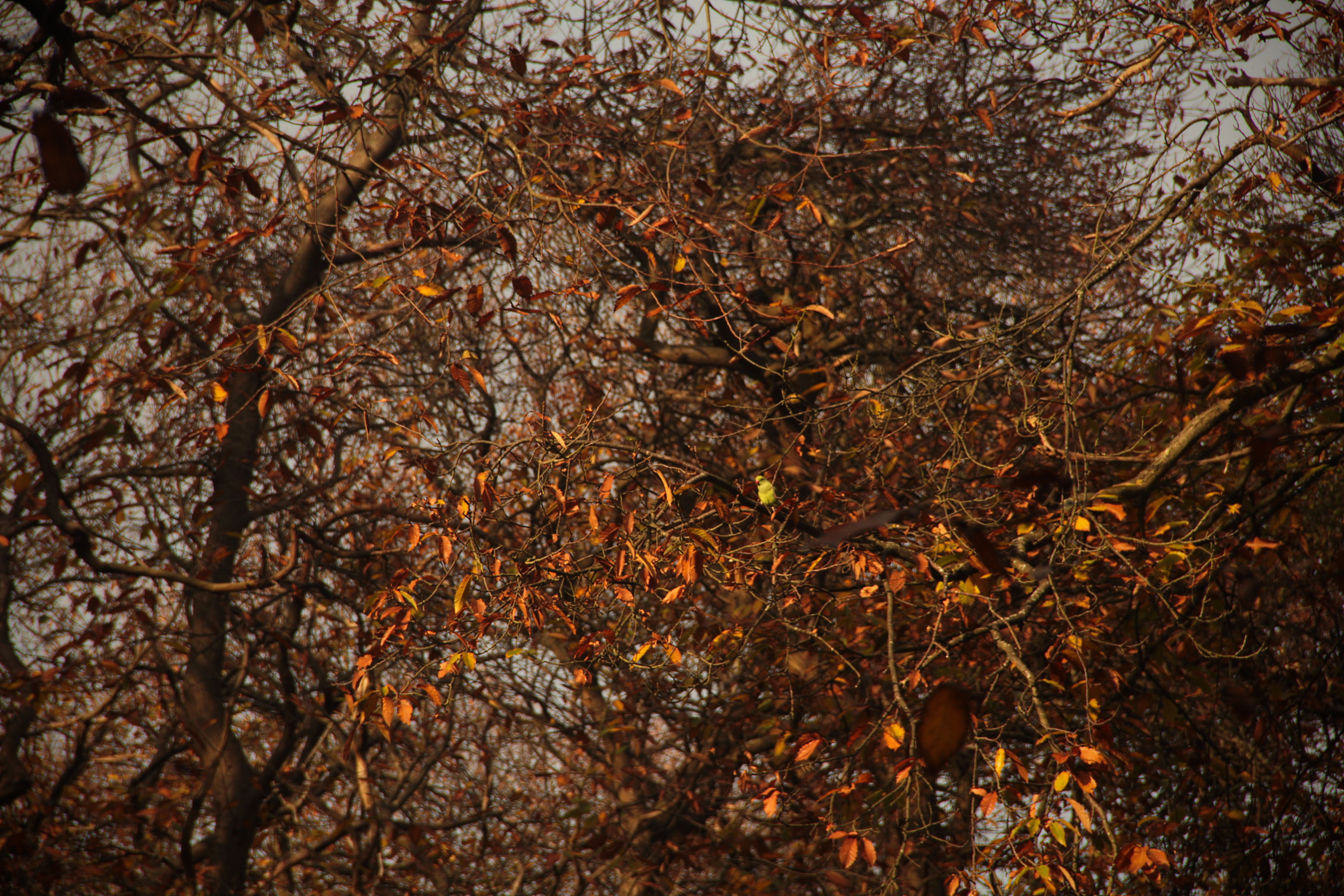 Parakeet illuminated amongst the branches.