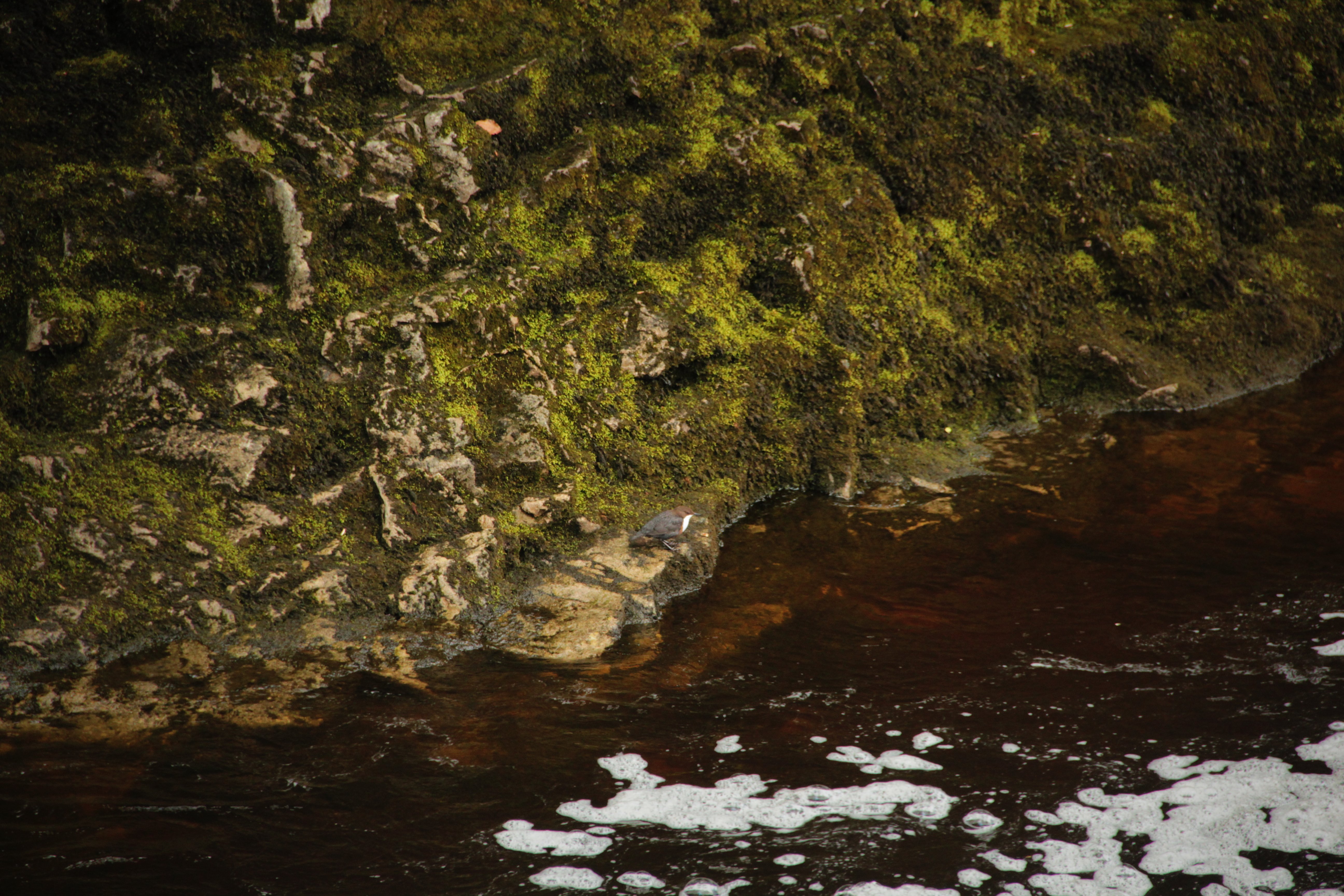 A dipper taking a break on the banks of the Ribble. 