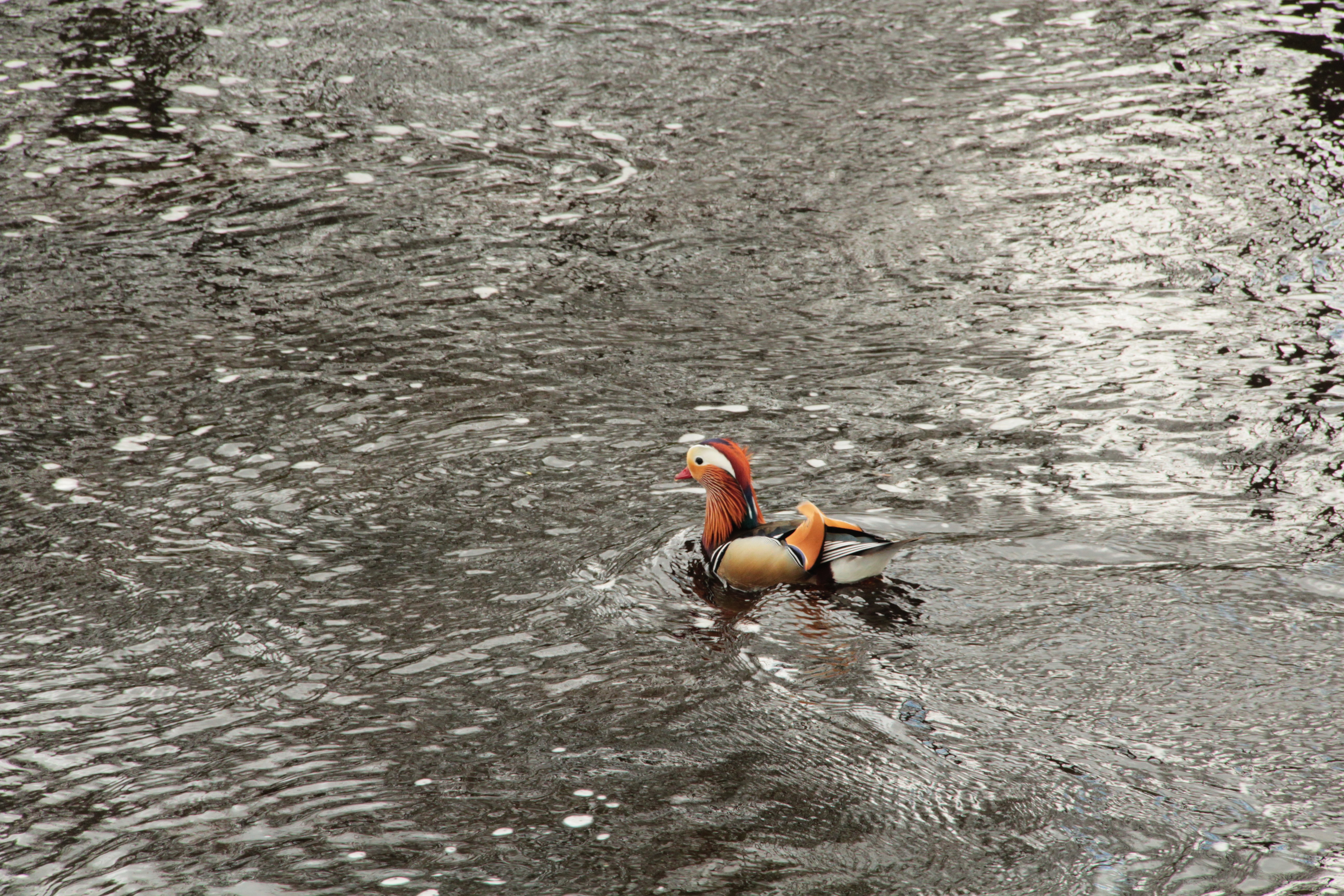 Mandarin duck on the banks of the Ribble.