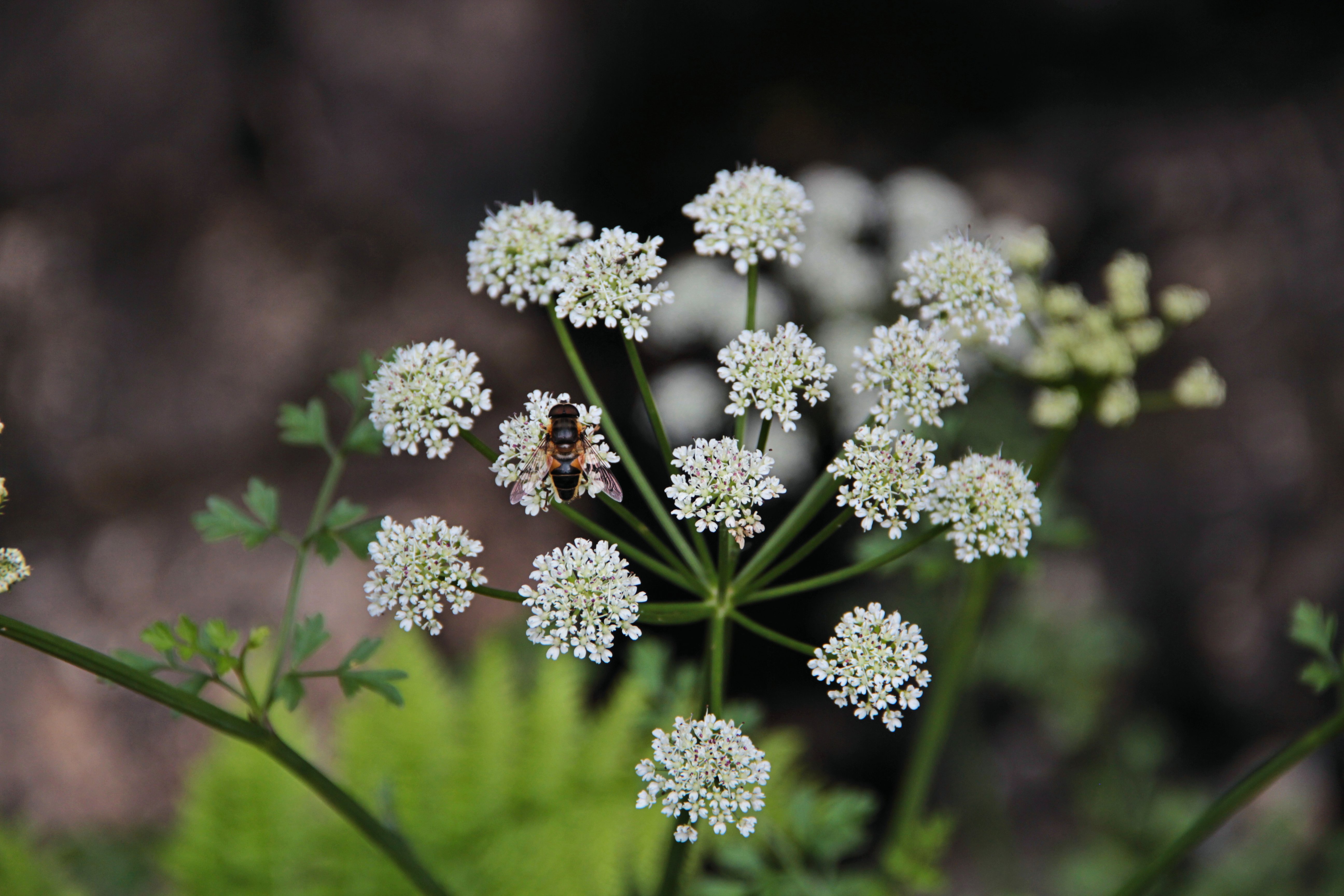 Bee taking a pause for lunch on Wild Carrot.