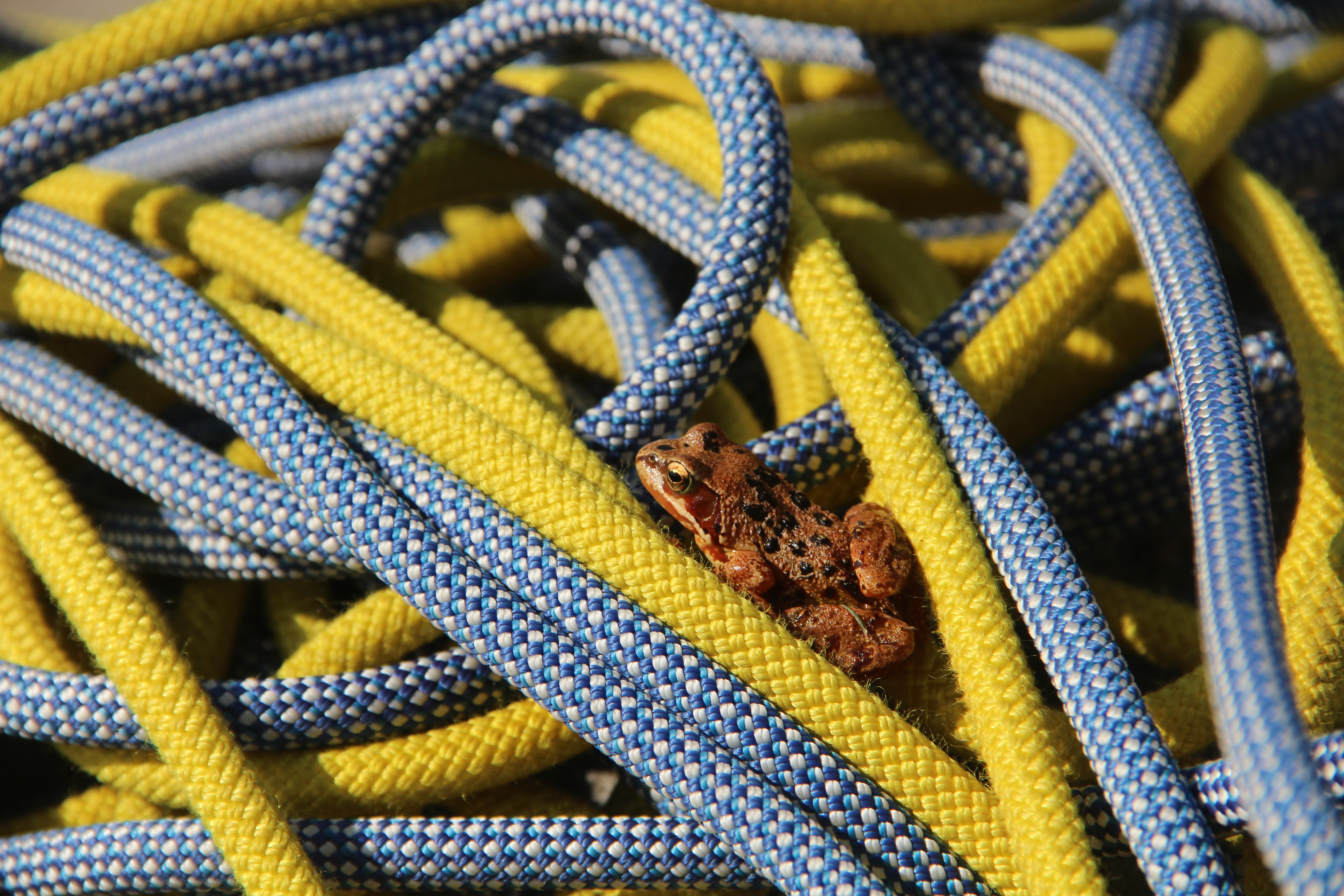 Can't pack your ropes away if there's a frog in the way!