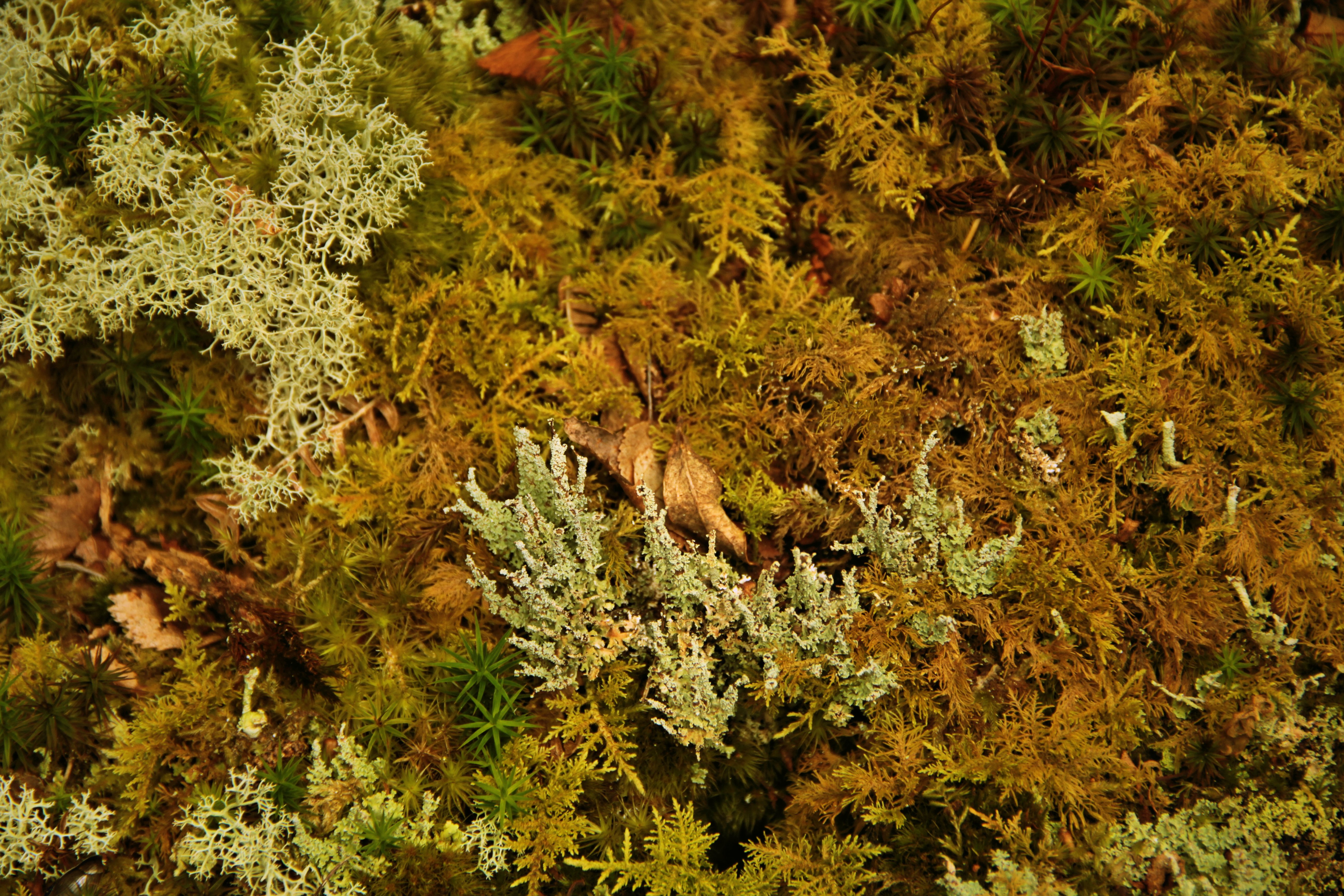 A carpet of moss and fungi in Ceunant Llennyrch.
