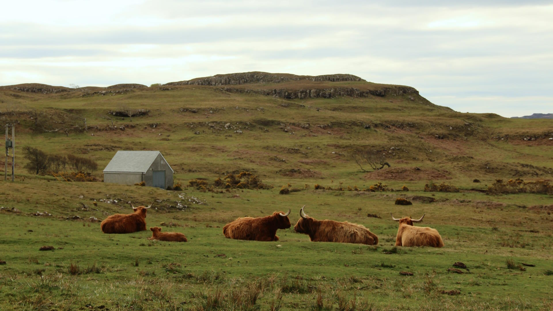 Highland cows waiting for the sun on Black Beach, near Kilkinian.