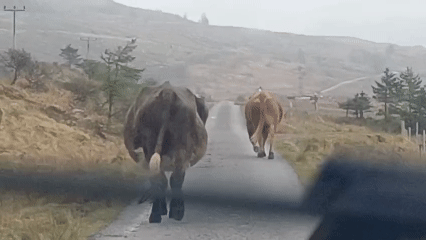 In a traffic jam of pregnant cows.