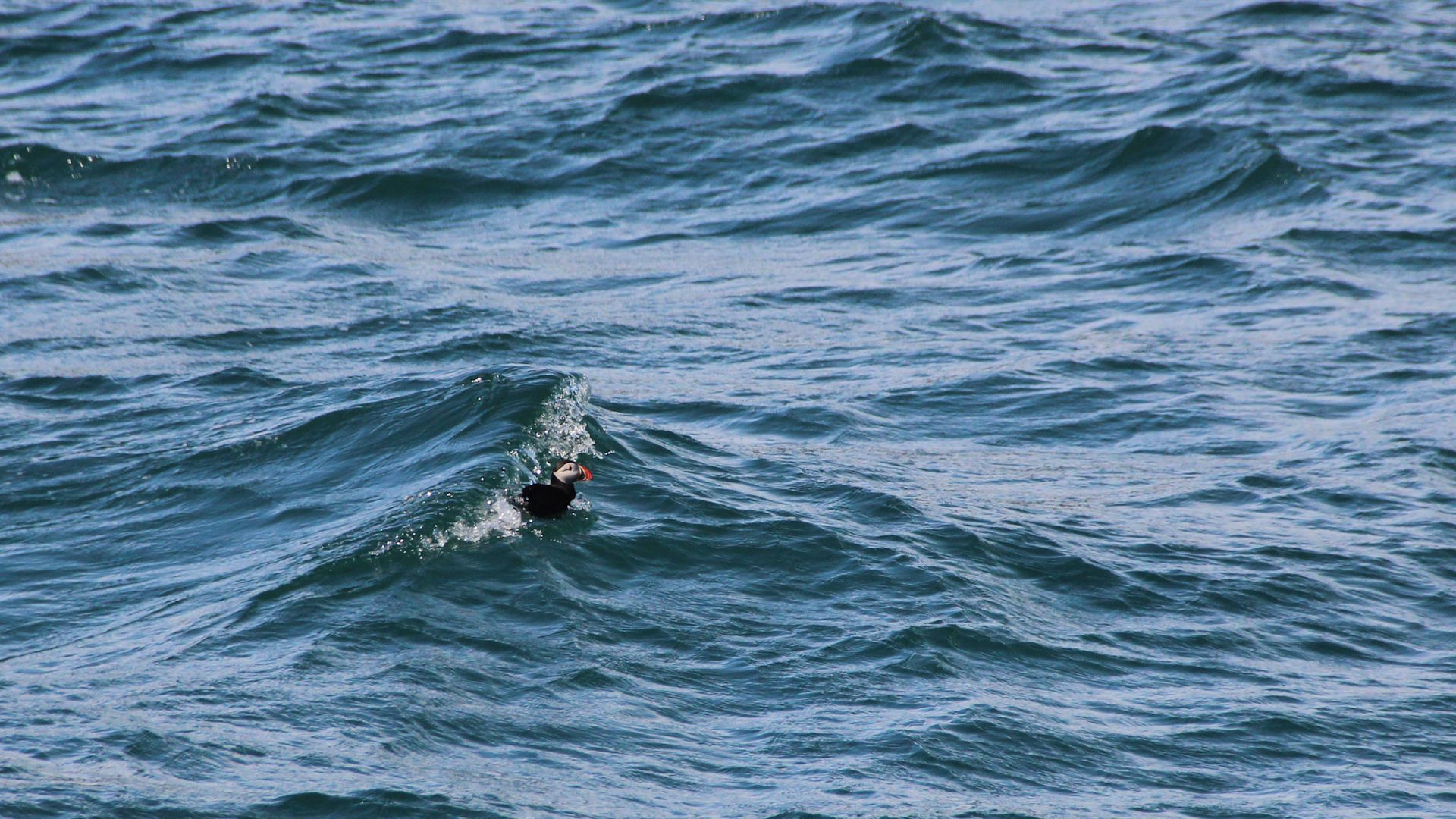 Surfing puffin on the coast of Staffa.