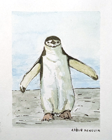 A feisty Chinstrap penguin coming to see what the fuss is about on Rothera's runway.