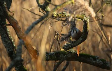 An elusive bearded tit at Leighton Moss in January, 2026.
