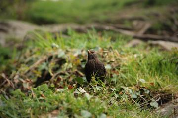 Nosey blackbird by Stainforth Foss.