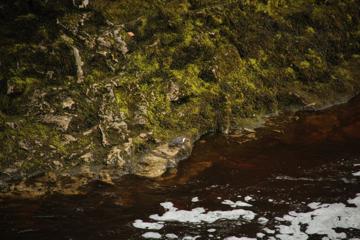 Dipper resting on the banks of the Ribble.