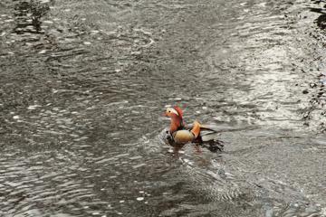 Mandarin duck on the bank of the Ribble.
