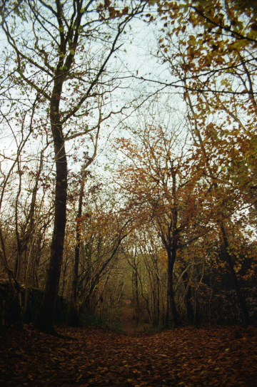 A moody autumnal tunnel of trees above Warton Crag, Lancashire.
